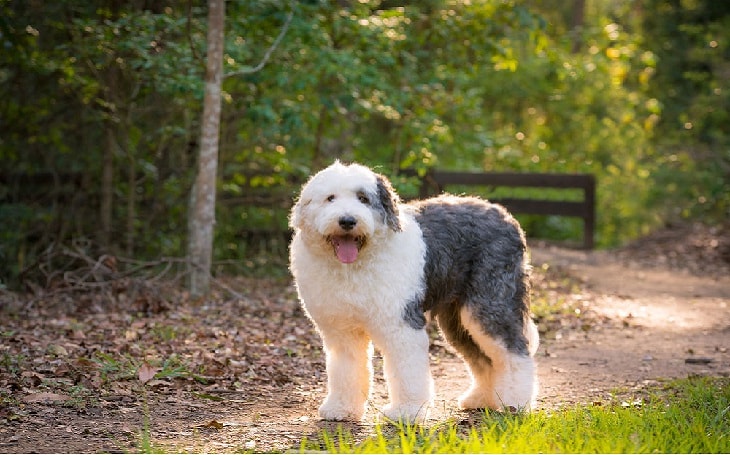 Old English Sheepdog Personality and Temperament