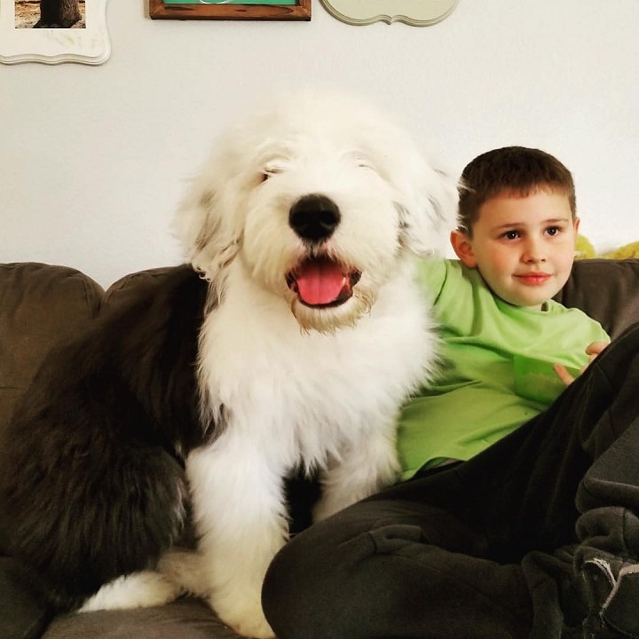 Old English Sheepdog is Child Friendly