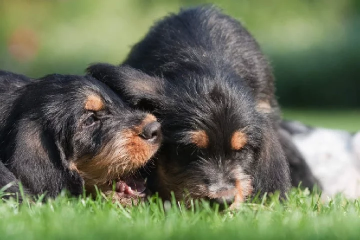 Otterhound Puppies Cost