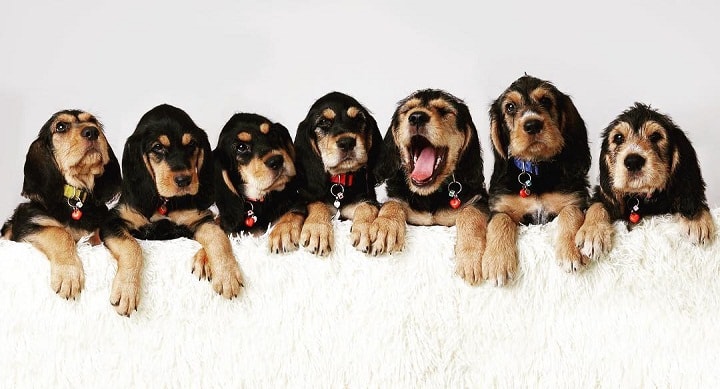 Otterhound Puppy Price
