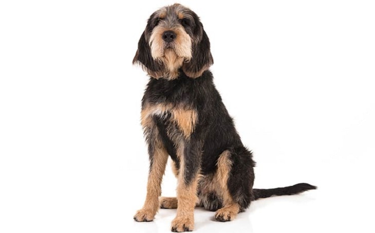 Otterhound Temerament and Personality