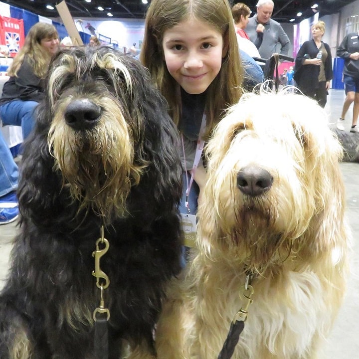 Otterhound is child friendly