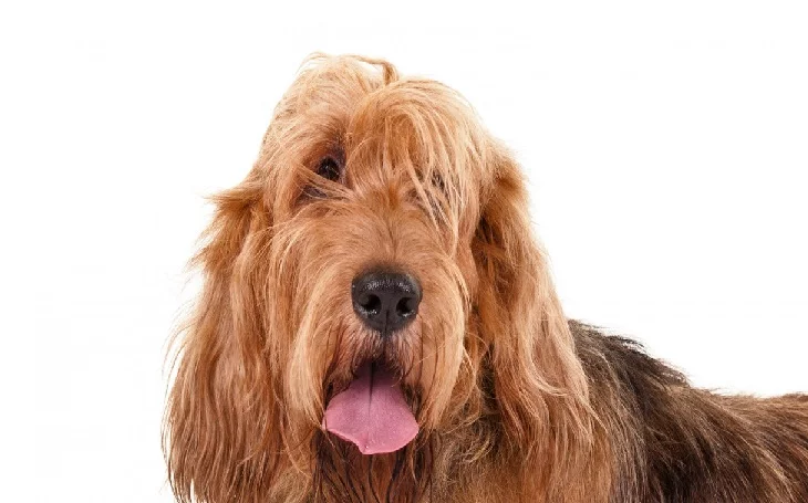 Otterhound hostory, behavior and personality