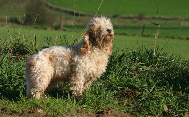 A Petit Basset Griffon Vendeen dog posing.