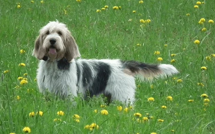 Miniature basset cheap griffon vendeen