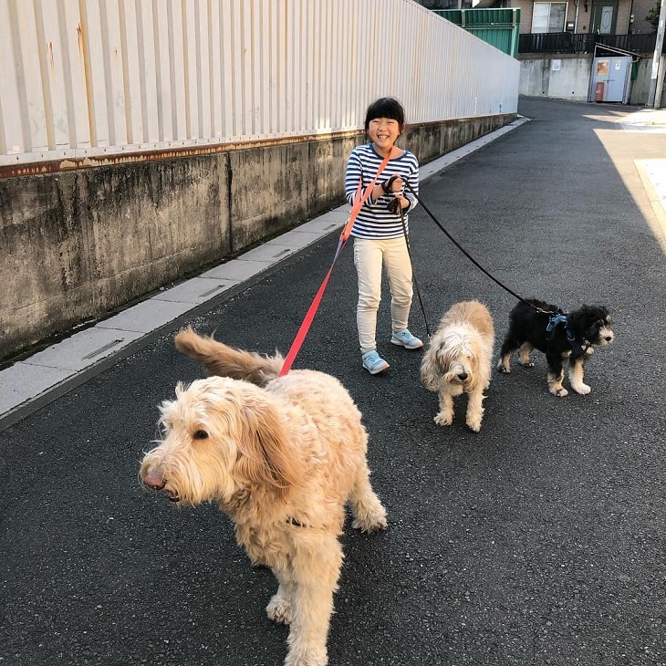 are petit basset griffon vendeen good with kids