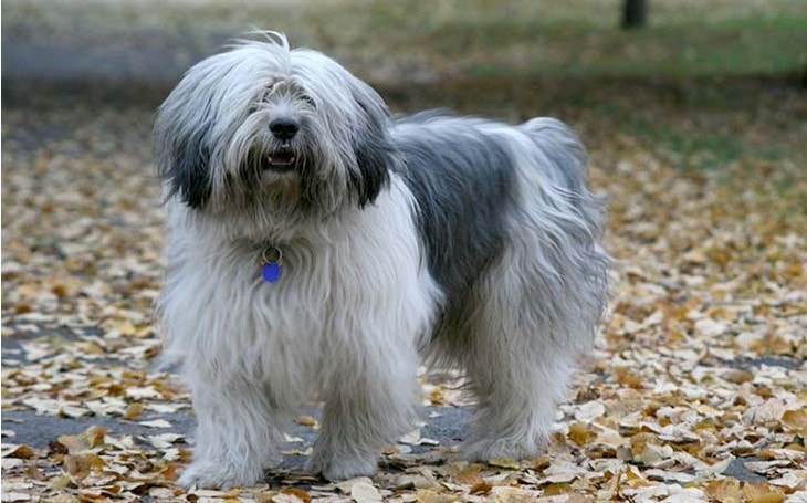 Polish Lowland Sheepdog Are Well Going With Children