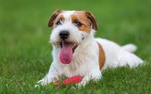 A Parson Russell Terrier posing.