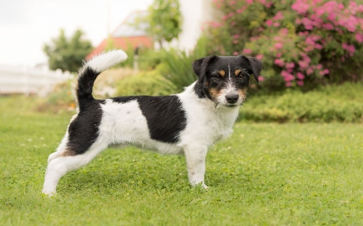 Black And White Parson Russell Terrier.