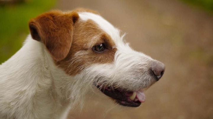 Parson Russell Terrier Similar dog to Rat Terrier