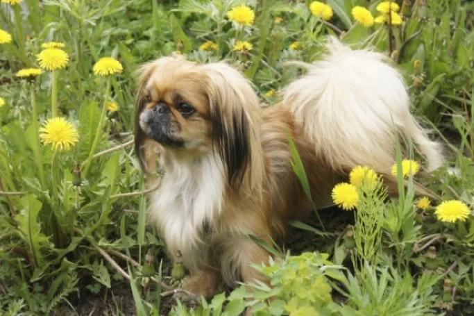 Pekingese Are Affectionate Dogs