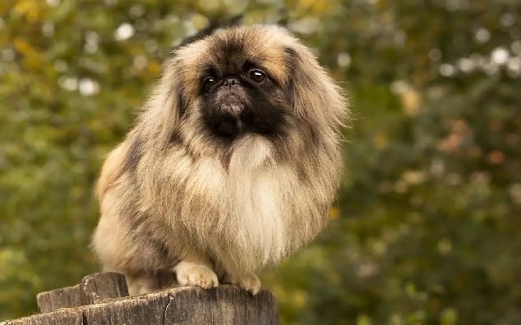 parti colored pekingese