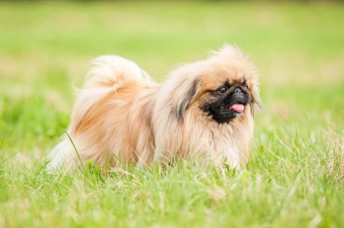 Pekingese Are Independent Dogs
