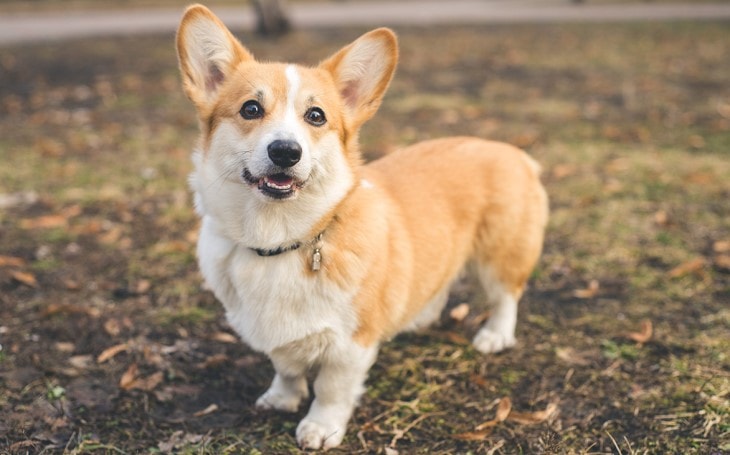 Pembroke Welsh Corgi Staring