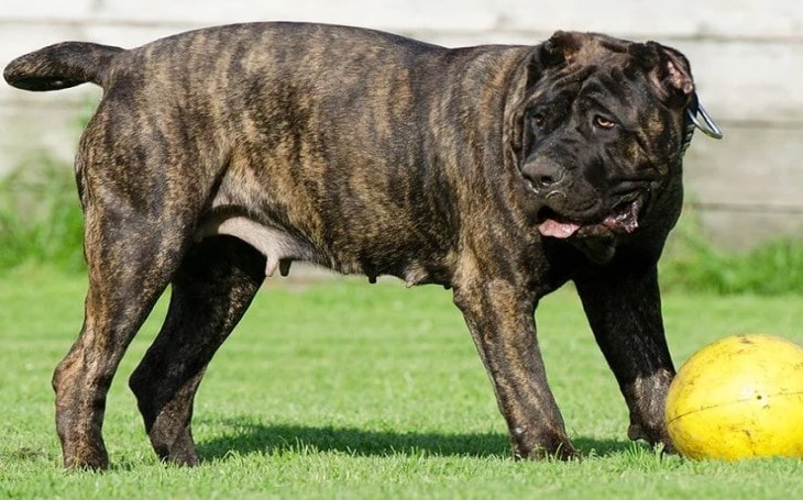 presa canario dogs