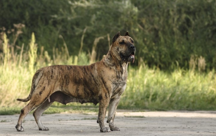 presa canario tan