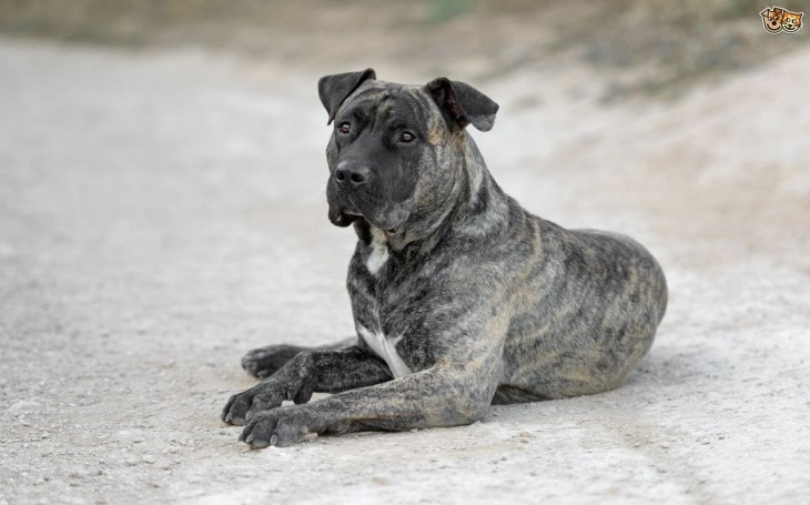 Perro de Presa Canario Is A Large Dog Breed