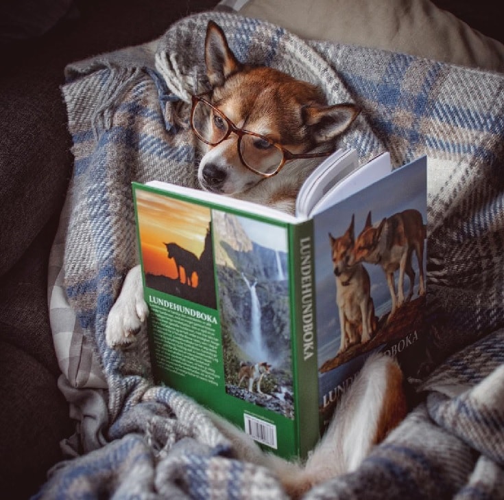 Norwegian Lundehund reading book.