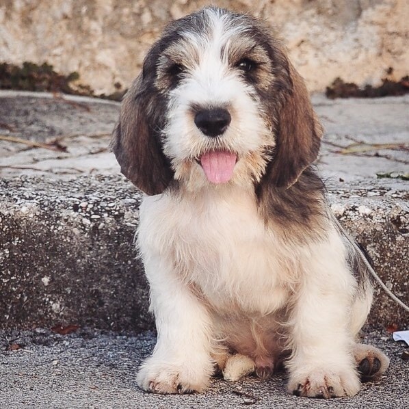 Petit Basset Griffon Vendeen which is similar to Portuguese Podengo Pequeno