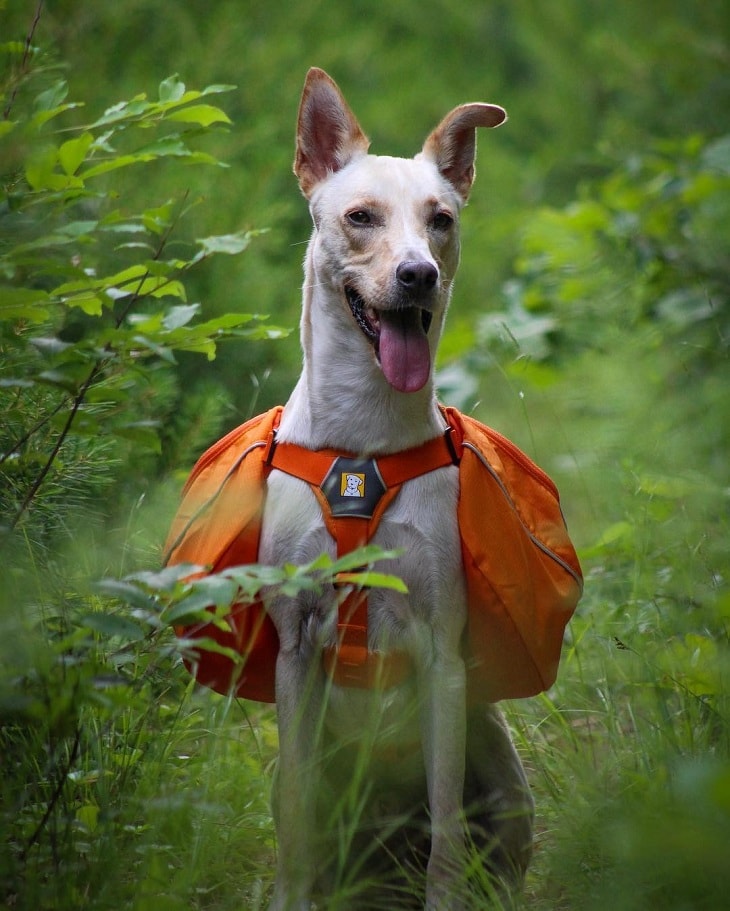 pharaoh hound puppy was born with blue eyes