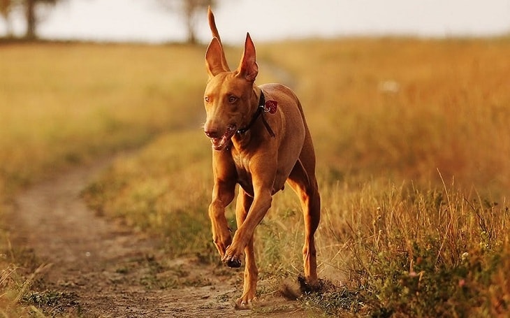 A Pharaoh Hound running.