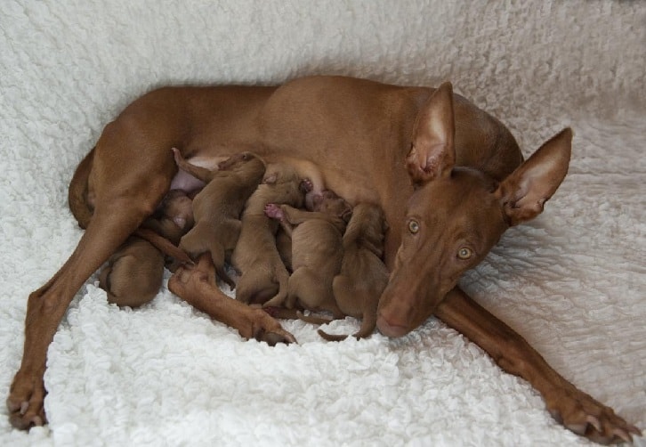 pharaoh hound puppy was born with blue eyes