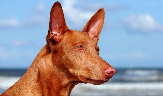 Pharaoh Hound which is similar to Portuguese Podengo