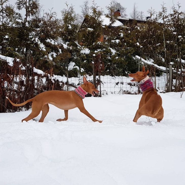 are pharaoh hound aggressive