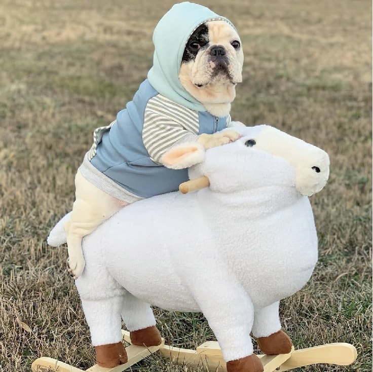 French Bulldog Playing With Its Toy Lamb. 