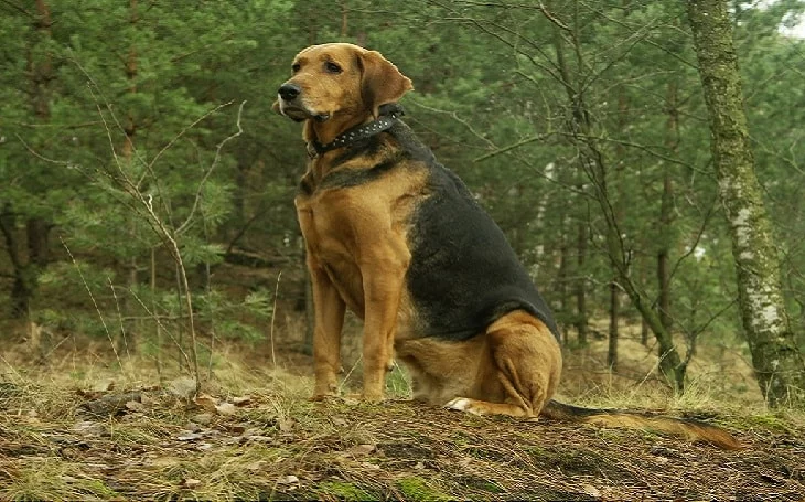A Plott Hound posing.