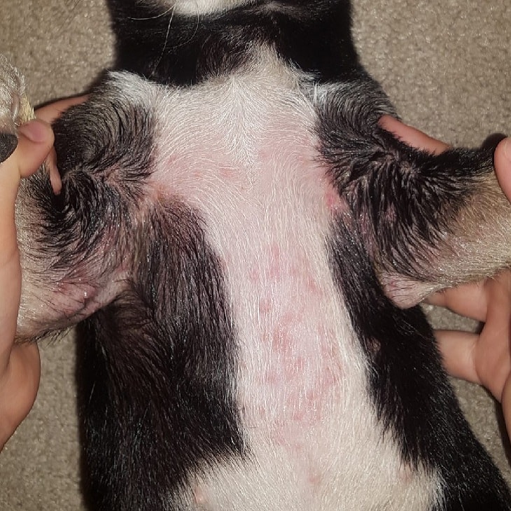 Is Poison Ivy Toxic To Dogs