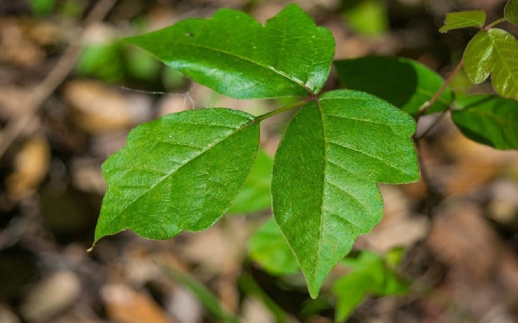 A Poison Ivy Plant