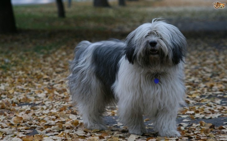 Polish Lowland Sheepdog Belongs To Poland