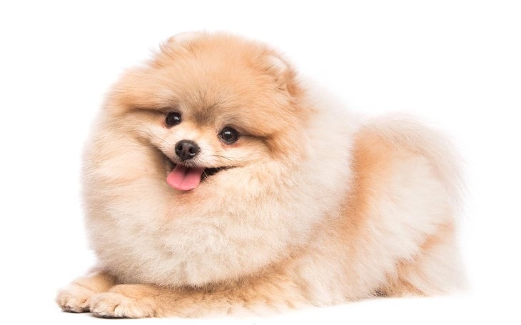 is pomeranian a friendly dog