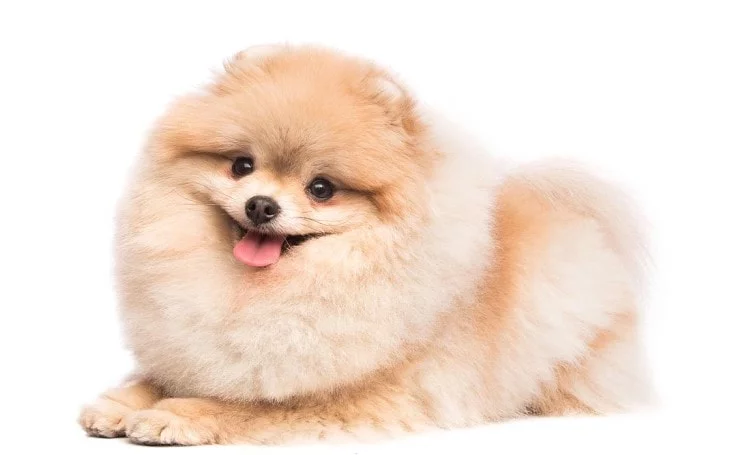 Pomeranian Are Small Dog Breed
