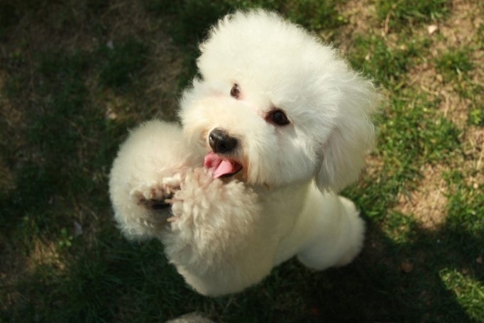 Poodle Are Unique Looking Dogs