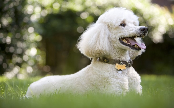 Poodle Are Lively dogs