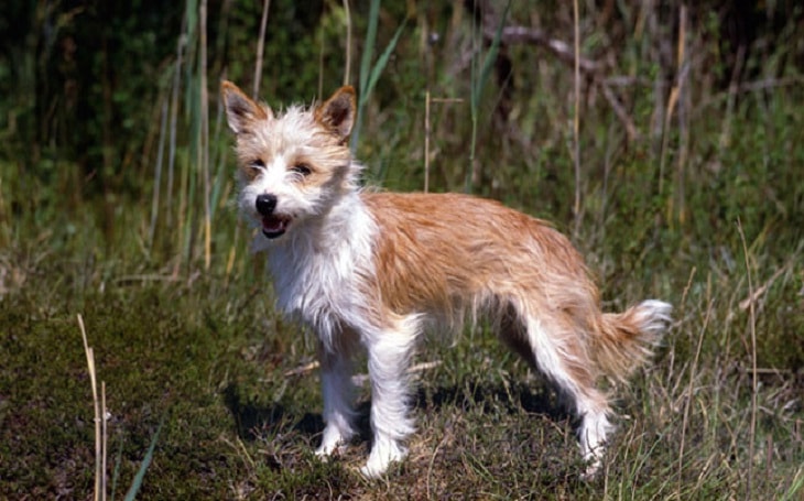 portuguese podengo white