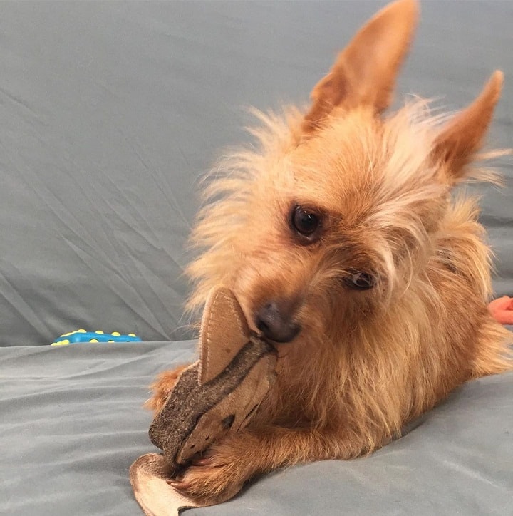 Portuguese Podengo Pequeno Playing