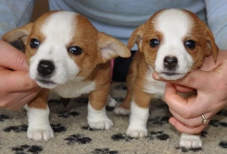 Portuguese Podengo Pequeno Puppy price