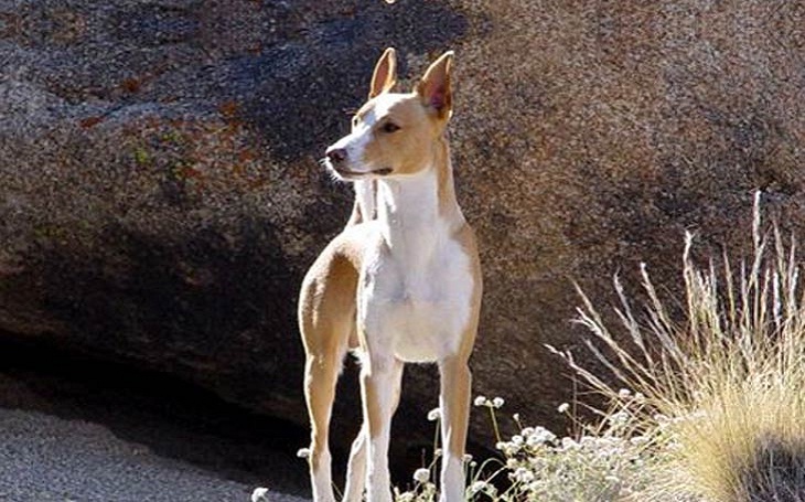 can a andalusian hound and a portuguese podengo be friends