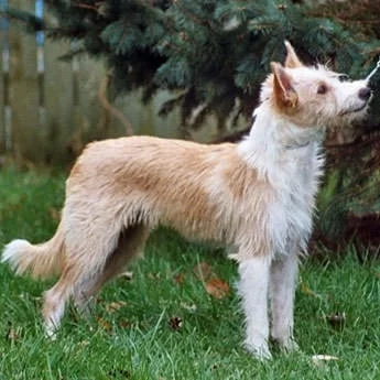 Portuguese Podengos which is similar to Portuguese Podengo Pequeno
