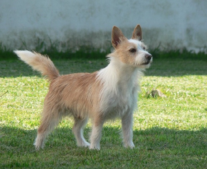 wirehaired portuguese podengo