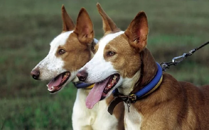 Portuguese Podengos Personality and Temperament