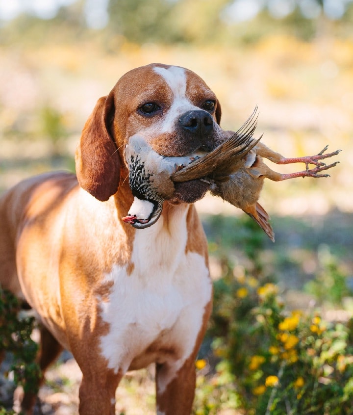 Portuguese Pointer is a gundog