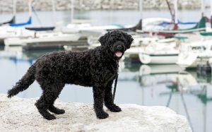 A Black Portuguese Sheepdog posing.