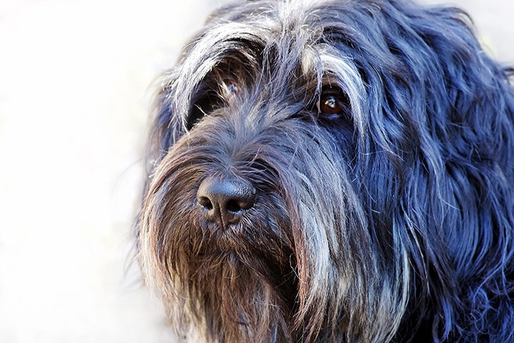 Portuguese Sheepdog which is similar to Portuguese Podengo