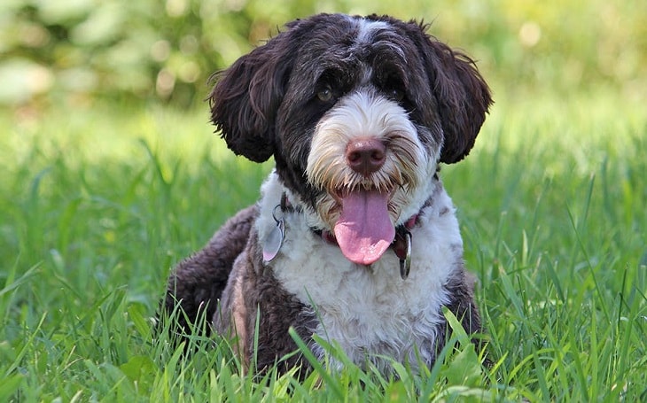 A happy Portuguese Water Dog.