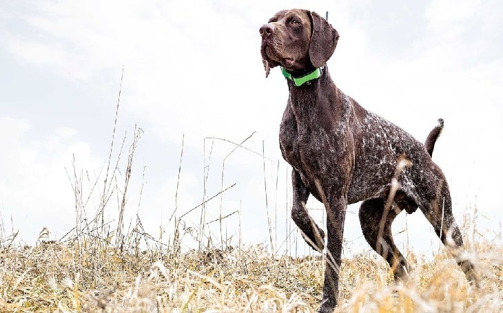 A Pudelpointer posing.