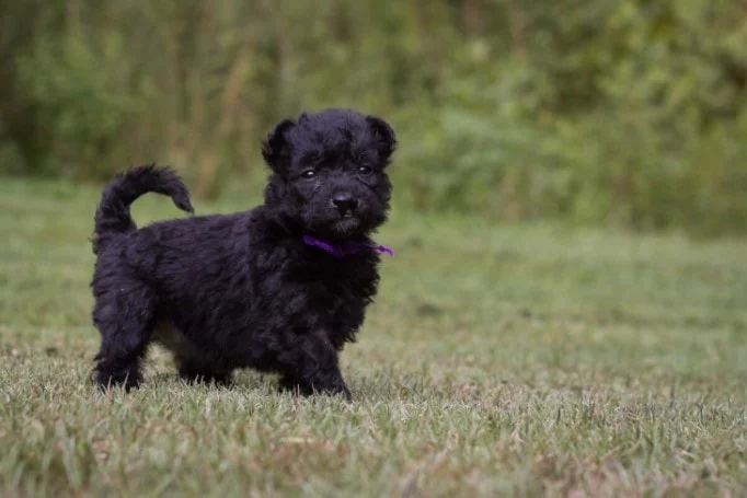 Pumi Puppies Are Playful